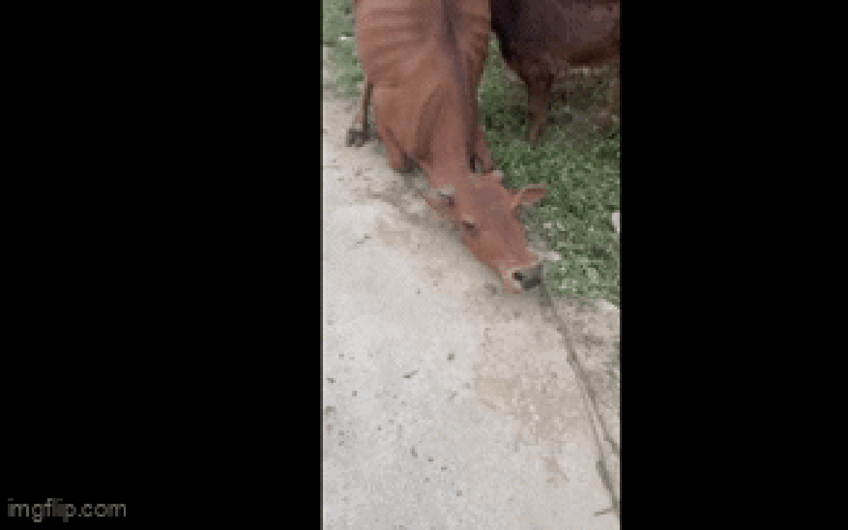 Bò mẹ quỳ xuống khi bị dắt đi: Đã có nhóm cứu hộ động vật mua và vận chuyển với giá 25 triệu đồng