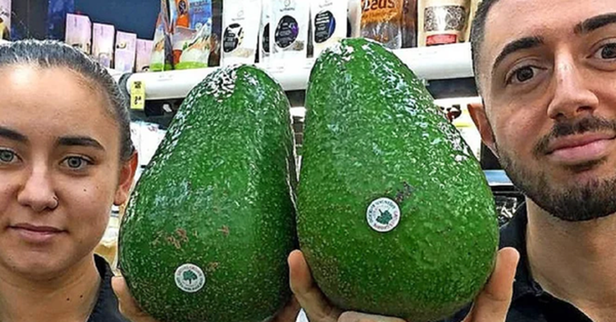 Giống bơ "khổng lồ" nhất thế giới, to bằng cái đầu, cả nhà ăn 1 quả còn không hết