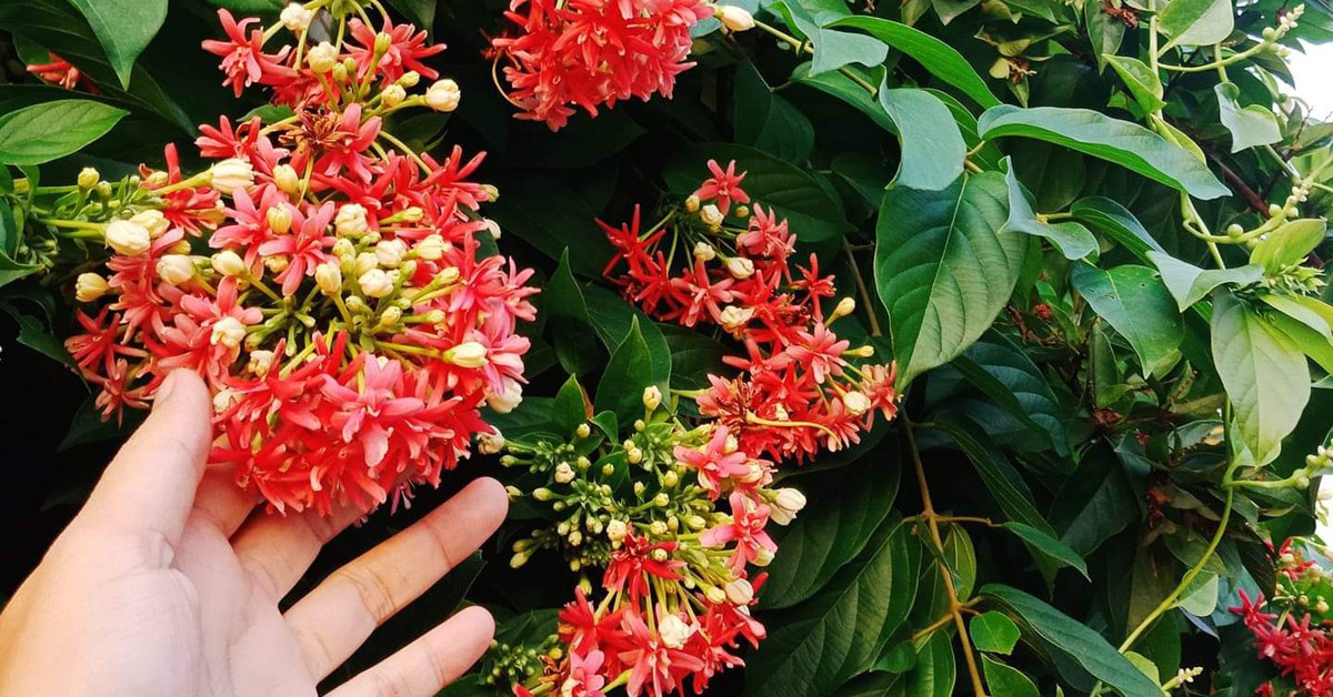 Gallery - Top 10 loài hoa thơm bậc nhất thế giới, số 1 được trồng khắp Việt Nam