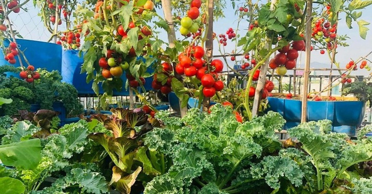 Ngỡ ngàng khu vườn hữu cơ 100m2 trên nóc nhà tầng 5: Dưa lưới, dâu tây trĩu quả giữa lòng Đà Nẵng