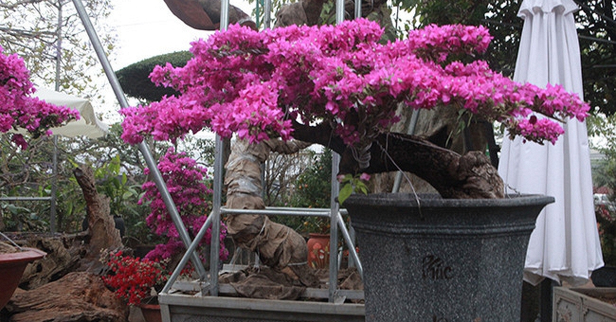4 niềm vui, 3 nỗi sợ khi chơi hoa giấy