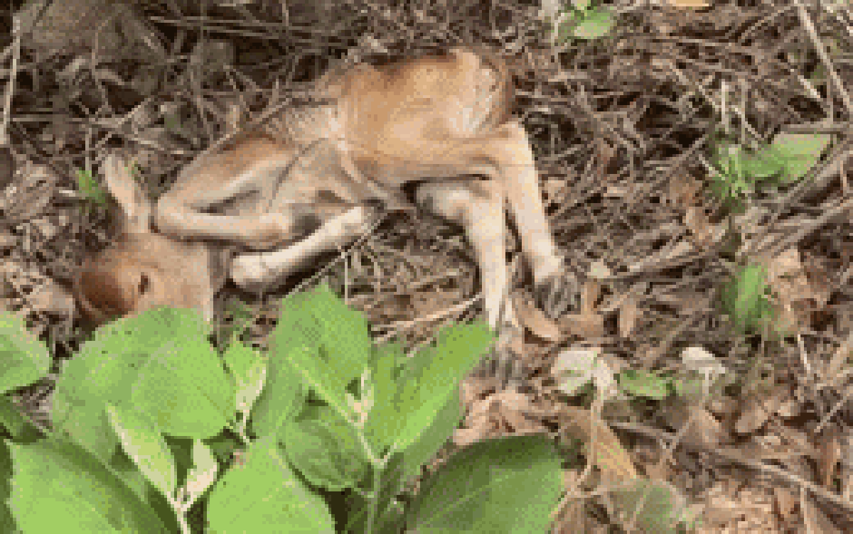 Con bò hoảng loạn rống liên tục, người đàn ông nhìn xuống hố sâu thấy cảnh "ứa nước mắt"