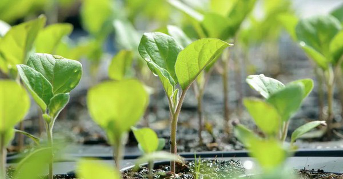 7 loại rau nên trồng ngay bây giờ