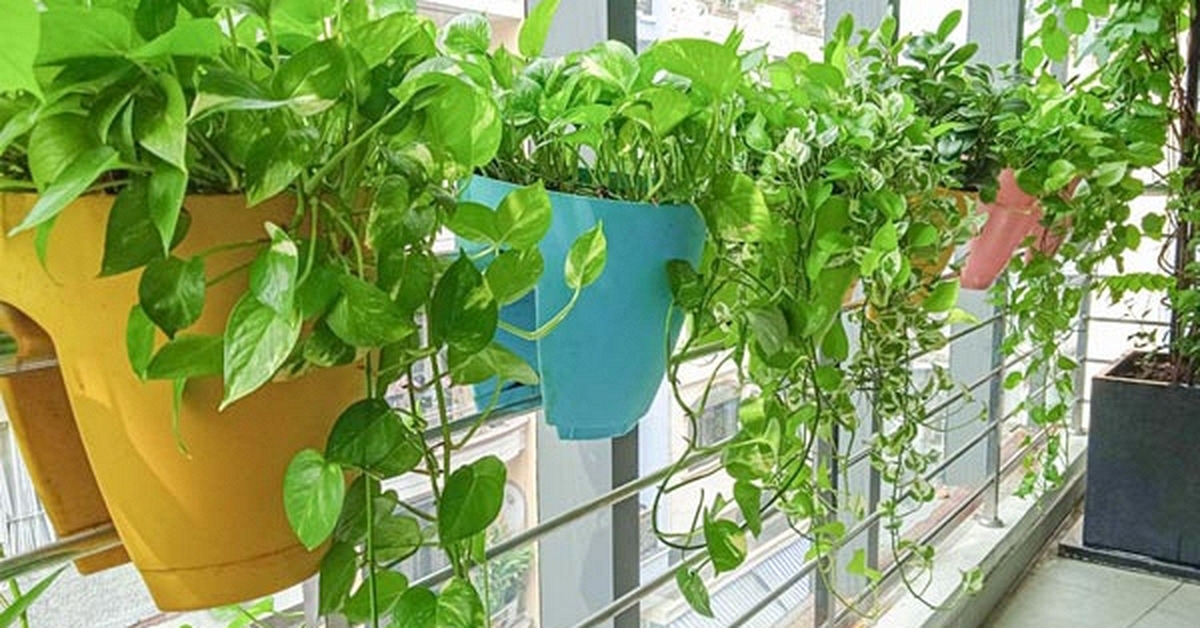 5 loại cây cảnh ban công: Vừa đẹp, dễ trồng, lại hợp phong thủy