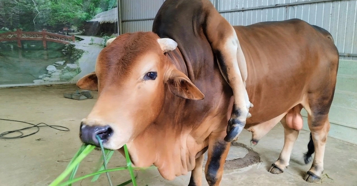 Chú bò đắt giá bậc nhất Việt Nam được trả 5 tỷ đồng mà chủ nhân không ...