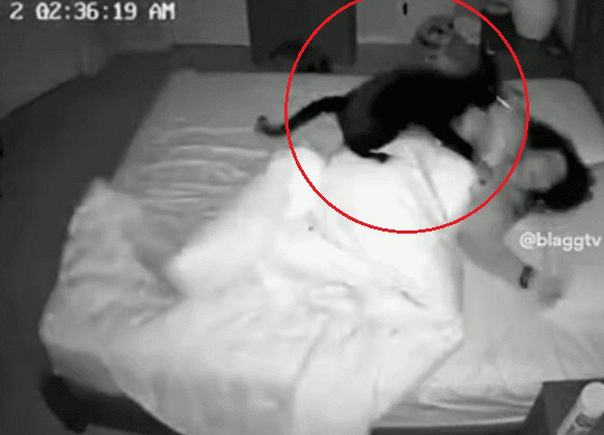 Camera ghi lại cảnh mèo cưng "quậy" phá lúc 3 giờ sáng, tiết lộ nguyên nhân phụ nữ ngủ sớm vẫn mệt mỏi