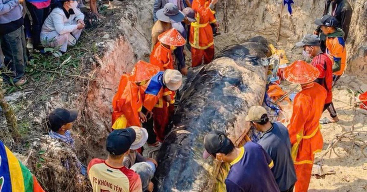 Cá heo lụy ở bờ biển Sông Cầu, trước đó người dân nhiều lần đẩy ra nhưng cá vẫn dạt vào
