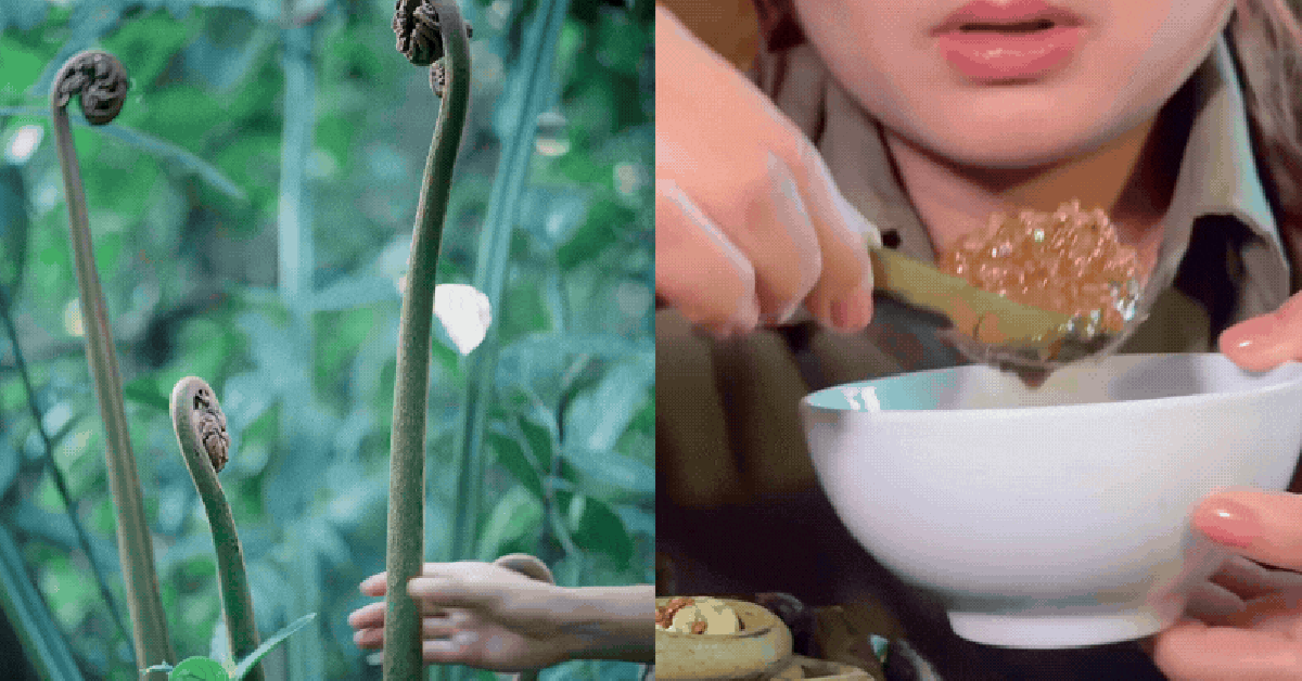 Dương xỉ cổ đại" gây sốt, đặc sản vùng cao "gây bão" mạng xã hội