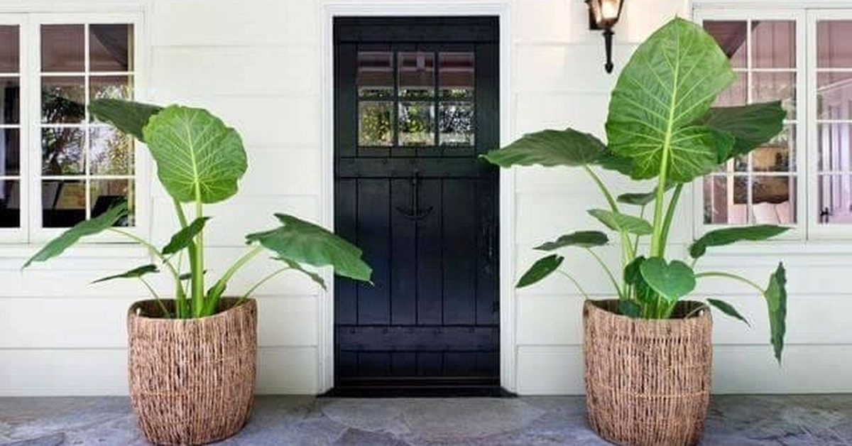 Tại sao nhà giàu thường đặt hai chậu cây ở cửa ra vào?