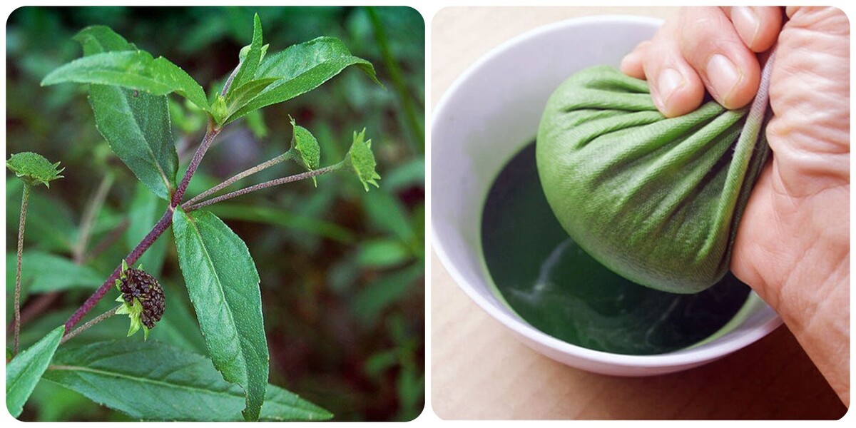 Uống nước cây nhọ nồi có tác dụng gì?