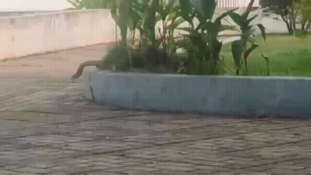 Rắn dài 3m lao vun vút vào bệnh viện