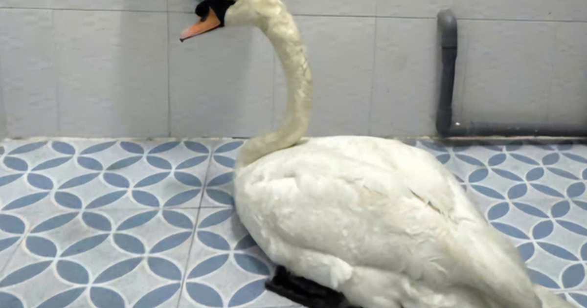 Đã khởi tố người trộm thiên nga trắng ở Thảo Cầm Viên