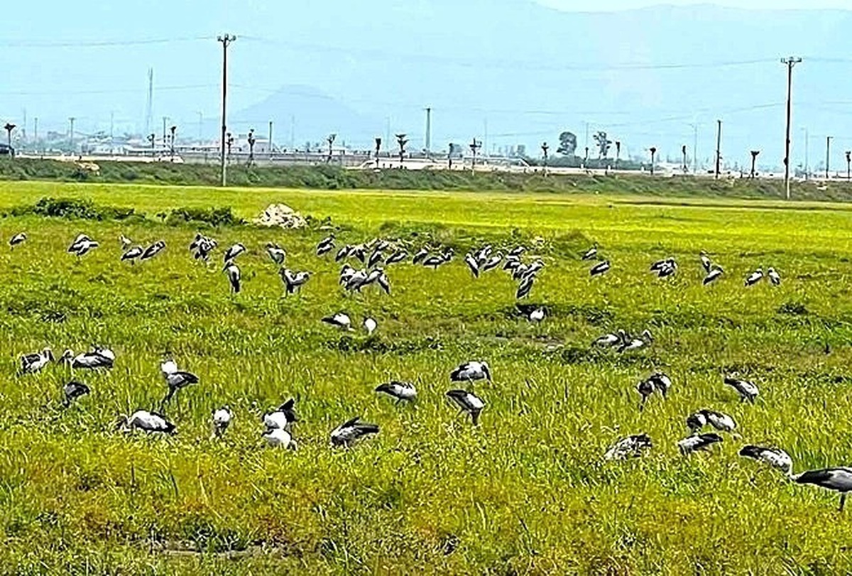 Đàn chim lạ hàng trăm con bất ngờ kéo đến Hà Tĩnh, cơ quan chức năng khuyến cáo khẩn