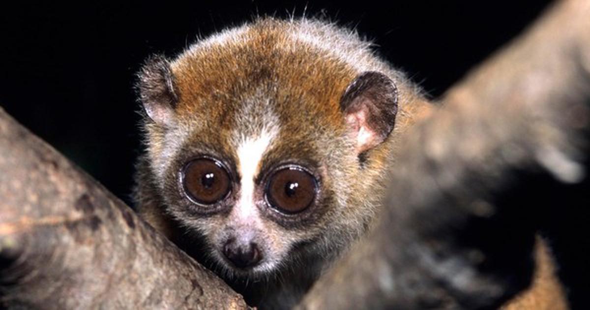 Con vật hay "mắc cỡ" bất ngờ đi lạc vào trạm y tế, là loài cực kỳ quý hiếm