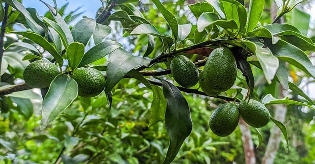 Lời khuyên cho tất cả những gia đình đang trồng cây bơ