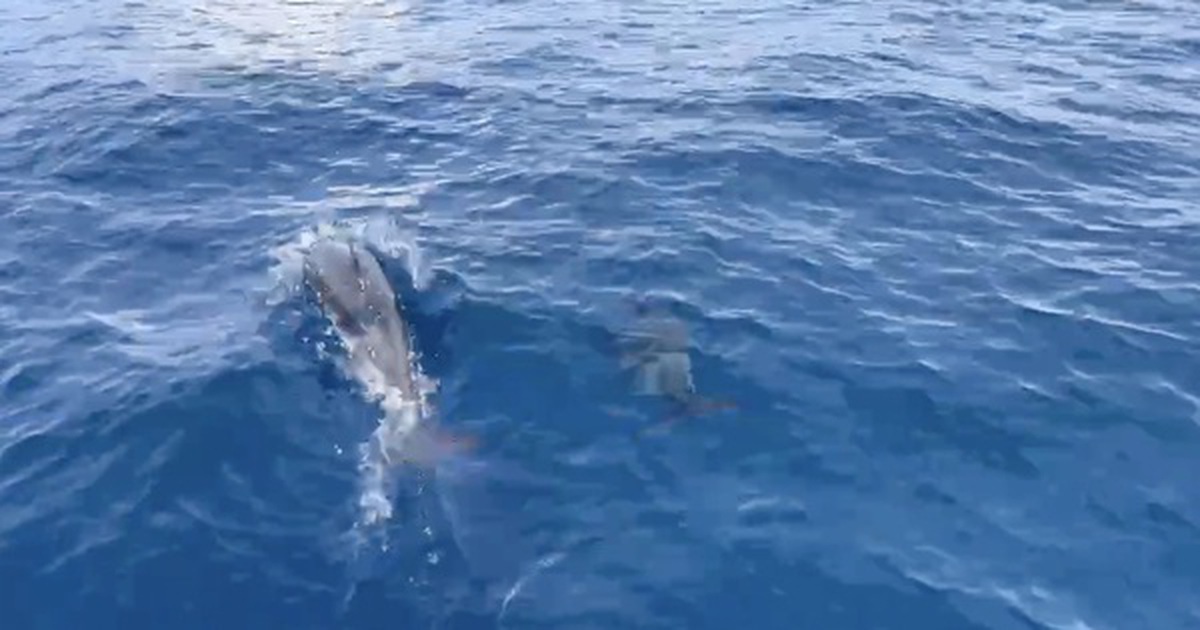 Đàn cá heo cả 100 con bất ngờ xuất hiện trên vùng biển Quy Nhơn