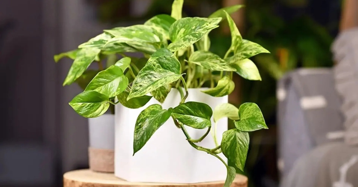 Lời khuyên chân thành đến những gia đình đang trồng cây trầu bà