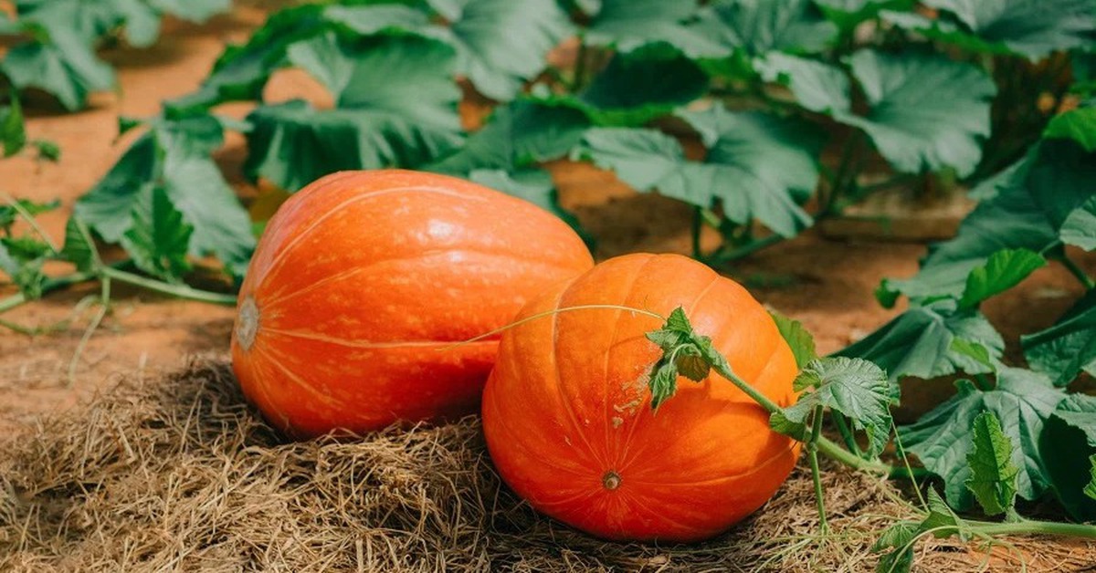 Chuyên gia mách bí quyết trồng bí đỏ sai quả