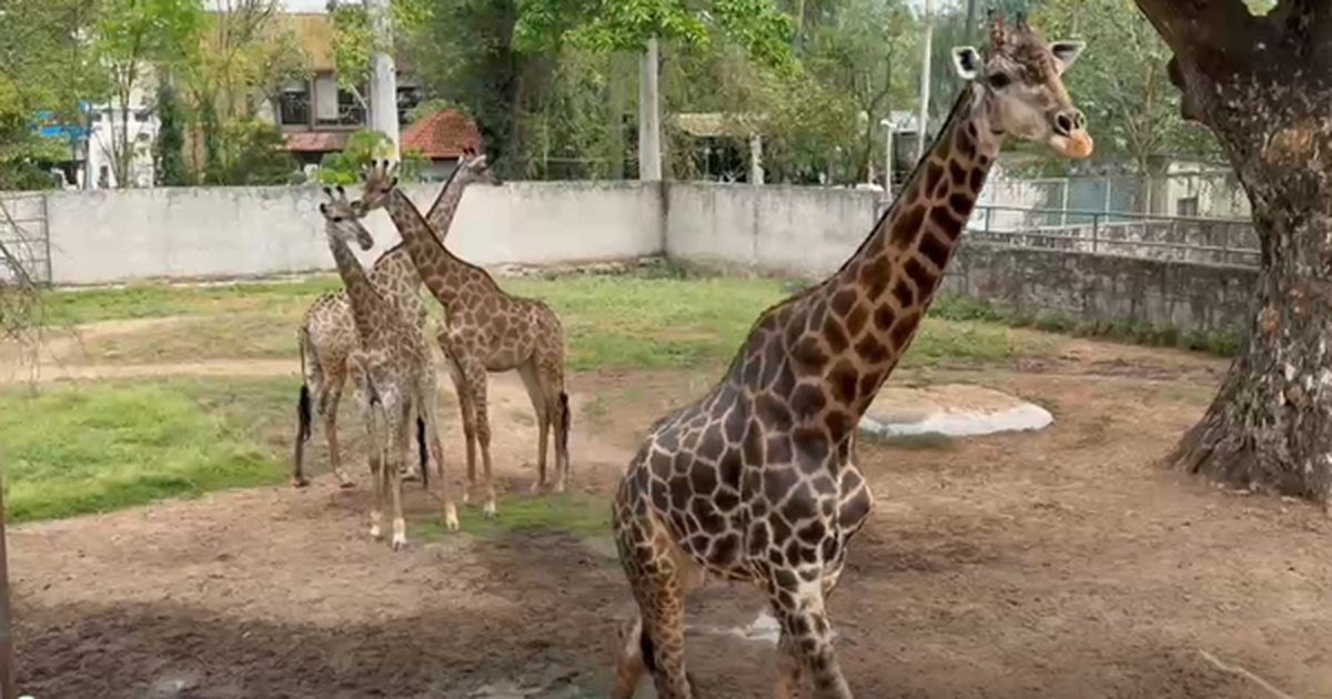 Ngày mai (30-4) Thảo Em “lên xe hoa” tại Thảo Cầm Viên