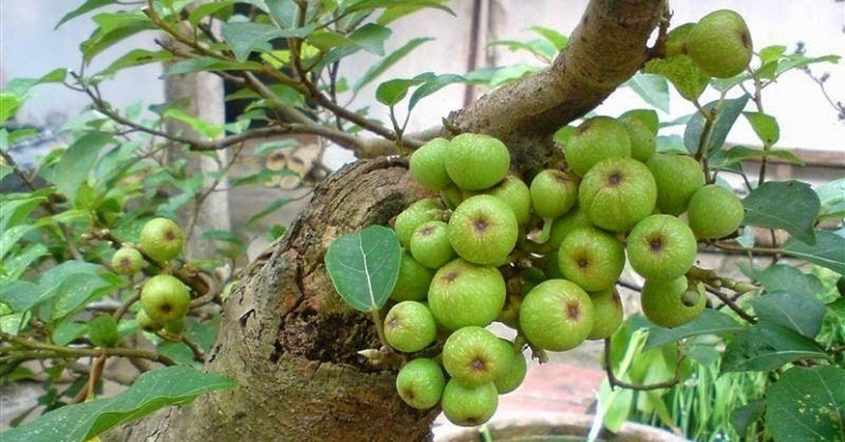 Lời khuyên dành cho các gia đình đang trồng cây sung