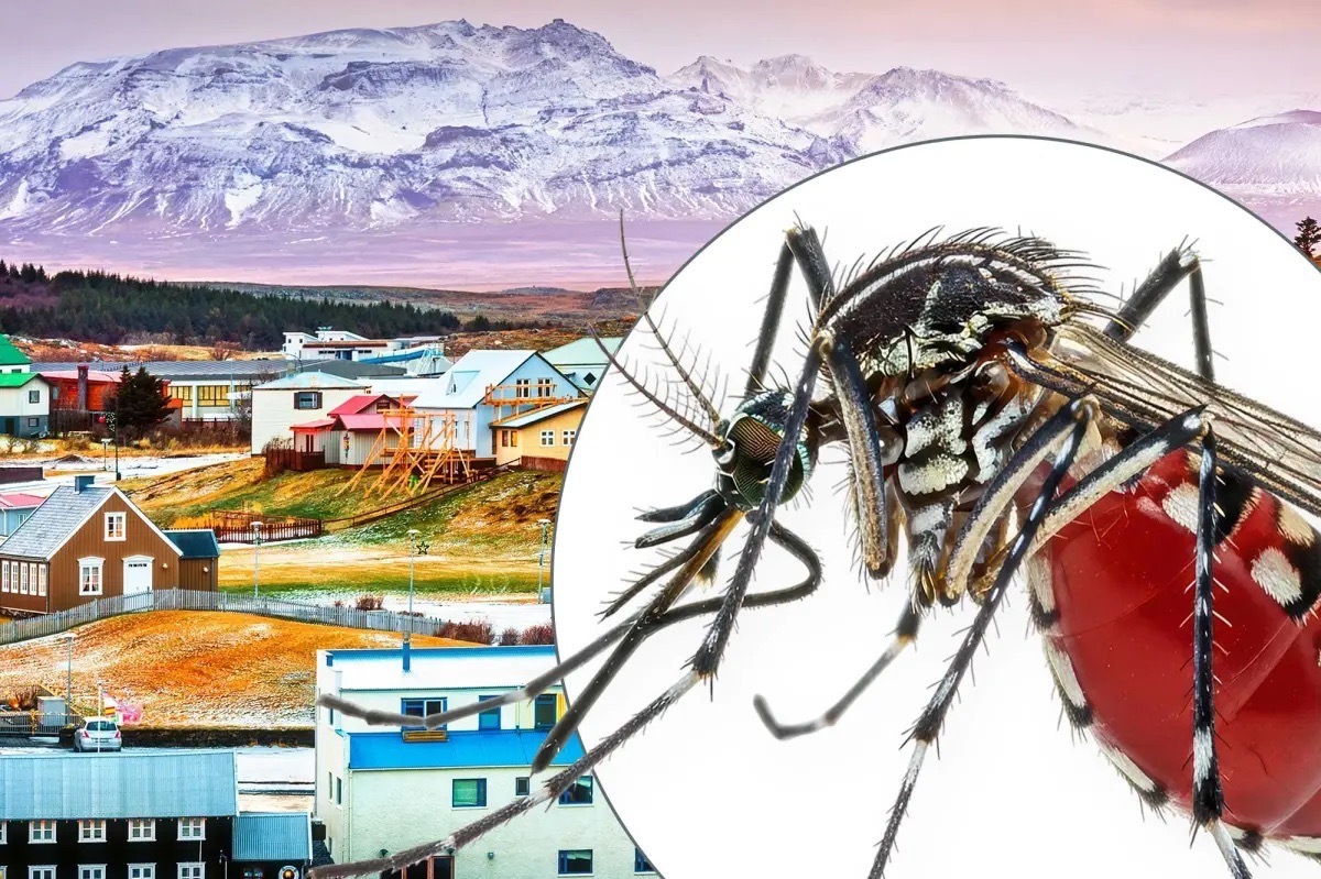 Tại sao Iceland không có muỗi? Điều kiện sống khắc nghiệt