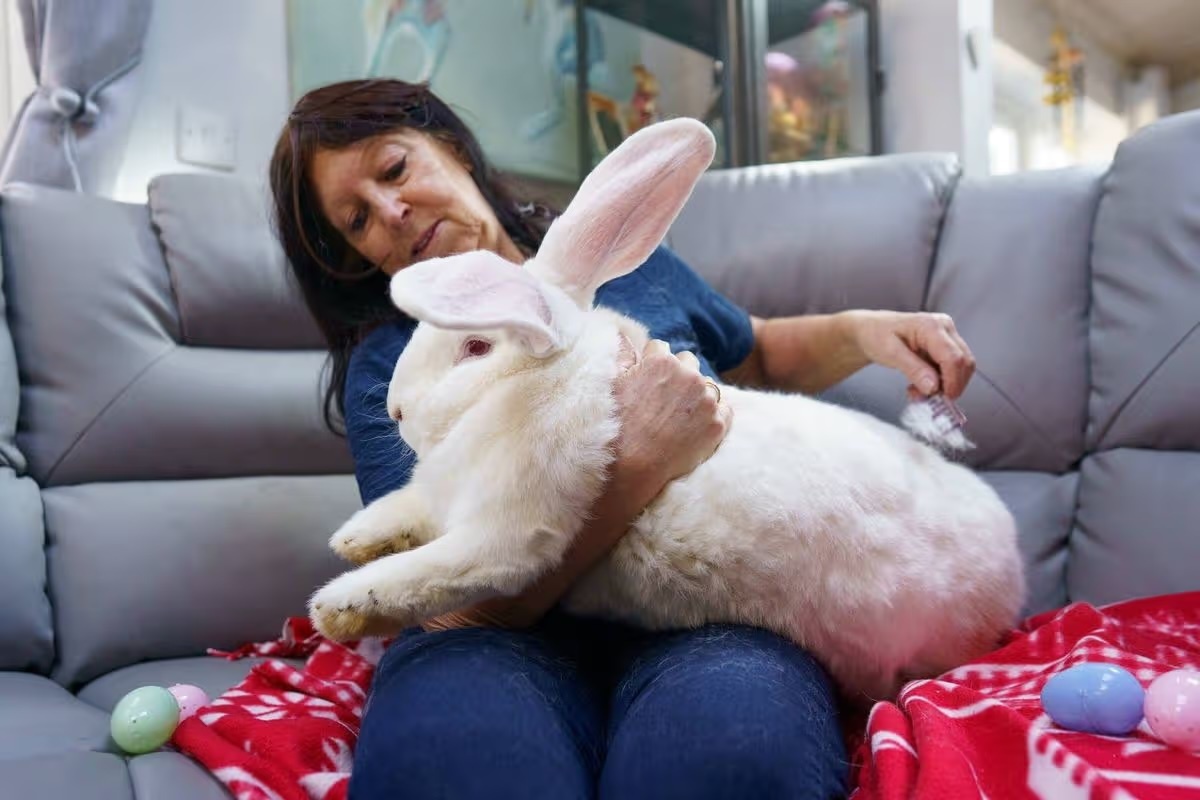 Chú thỏ khổng lồ nặng gần 10kg sống như ông hoàng trong phòng ngủ riêng
