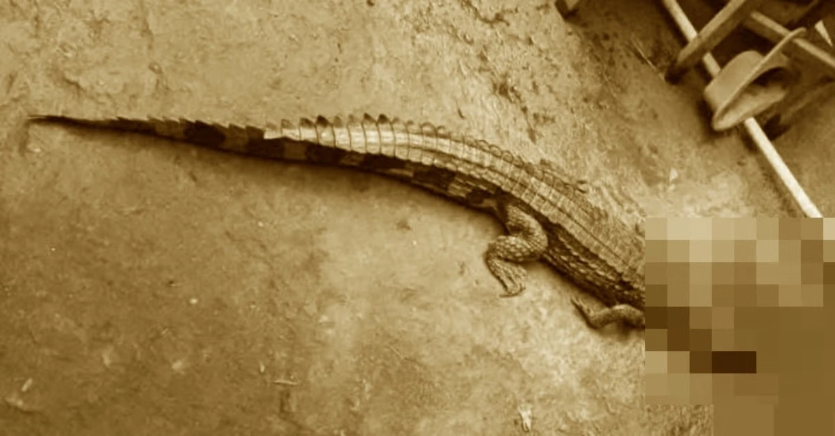 Bất ngờ phát hiện cá sấu dài 1,5m trên kênh, chính quyền ra thông báo khẩn