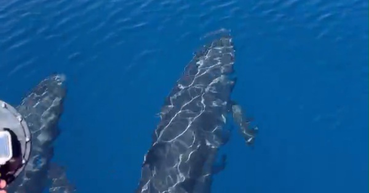 Đàn cá voi cả trăm con tung mình giữa biển Phú Quý