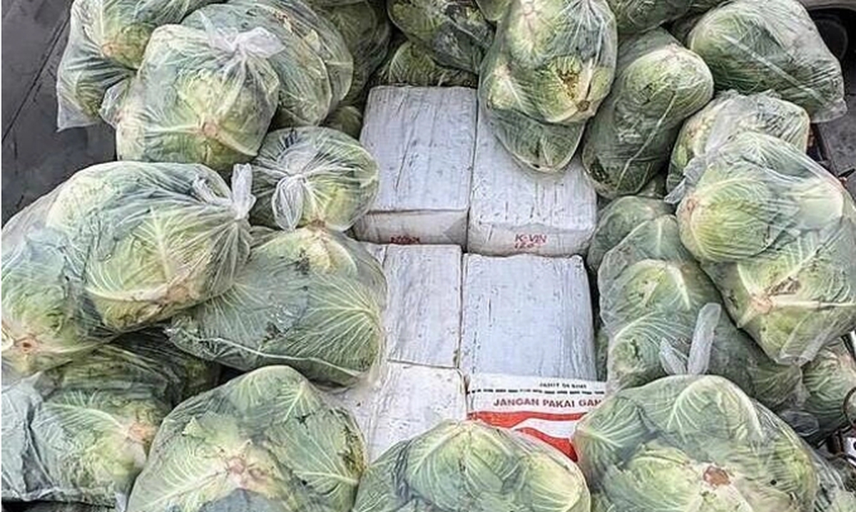 Phát hiện 1.600 kg ma túy đội lốt bắp cải
