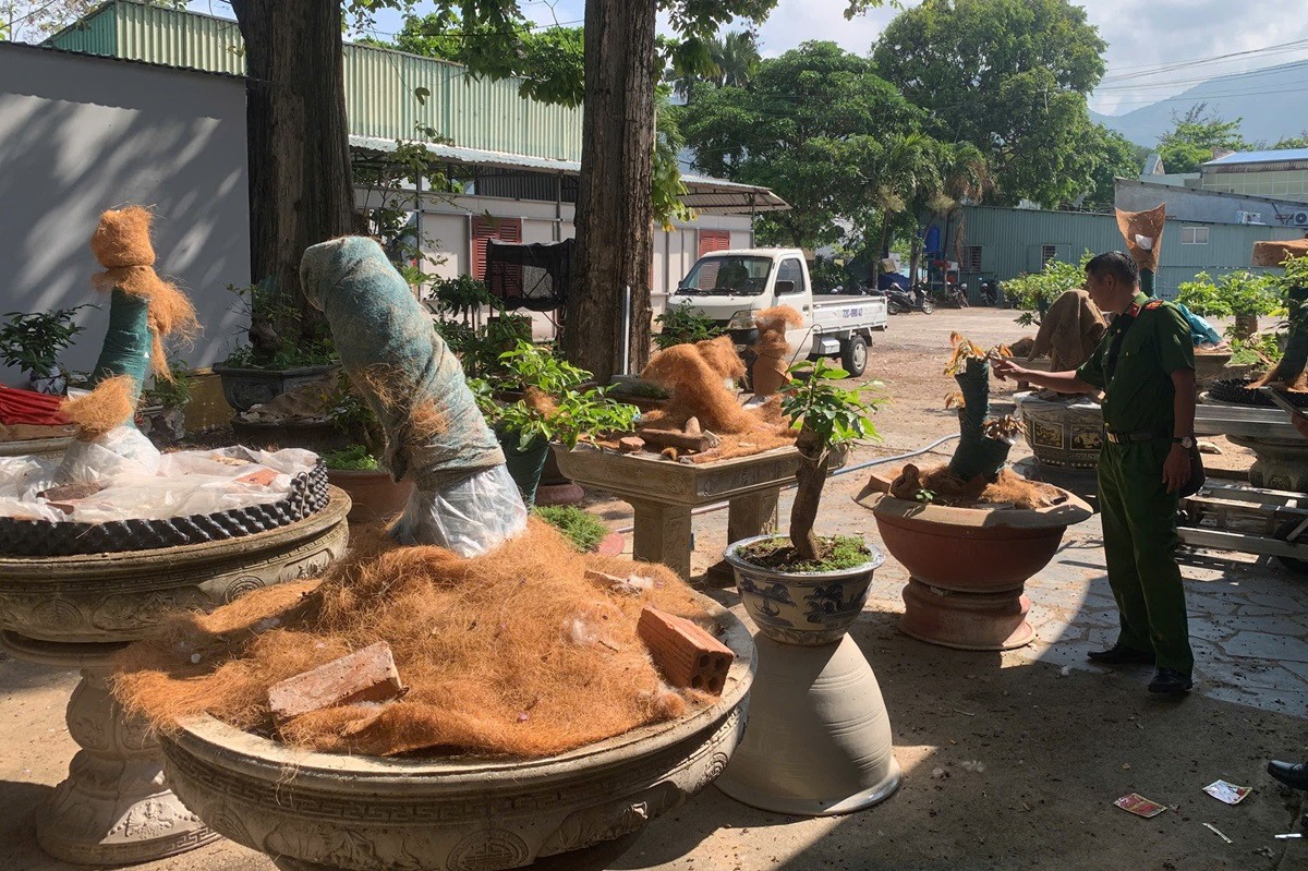 Bị phạt 3 triệu, tịch thu toàn bộ 42 cây mai: Người đàn ông “trả giá đắt” vì thiếu một tờ giấy