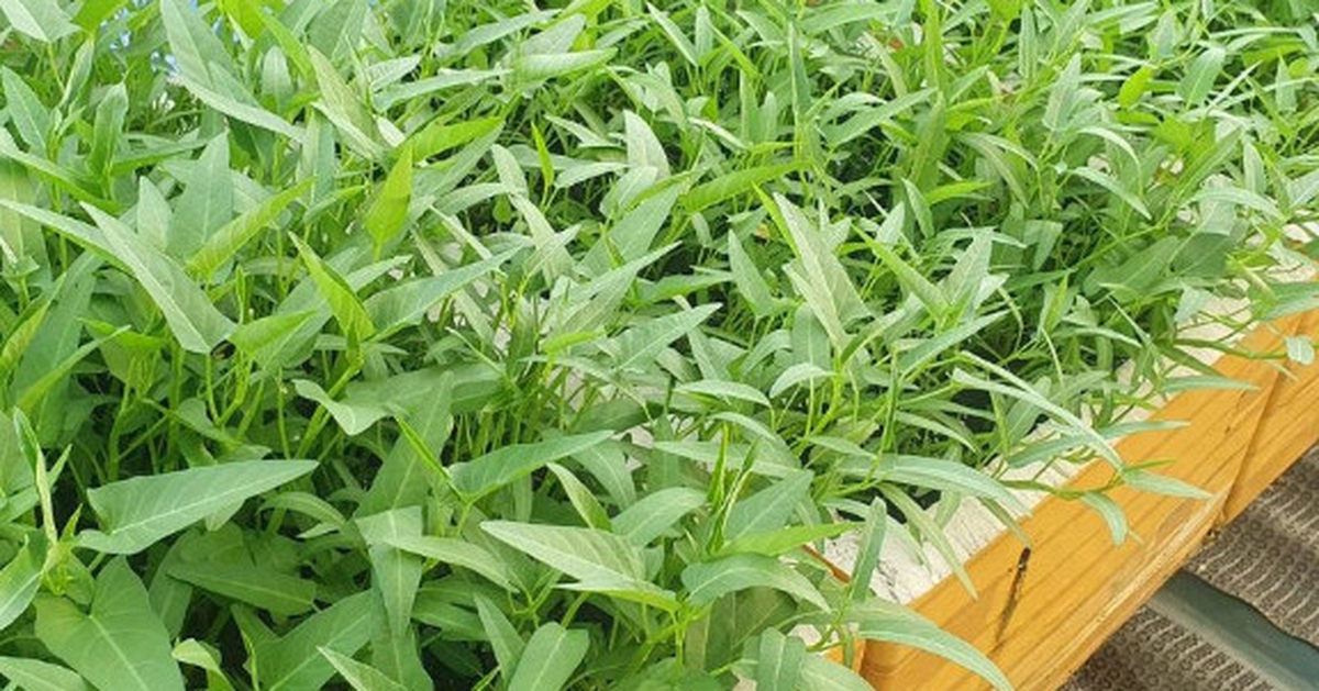Lời khuyên dành cho những gia đình đang trồng rau muống