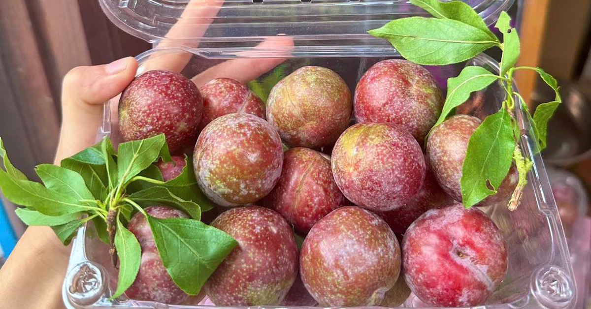 Điều gì xảy ra khi bạn ăn quá nhiều quả mận? Bác sĩ dinh dưỡng nhắc: 4 kiểu người này phải cực kỳ cẩn thận!