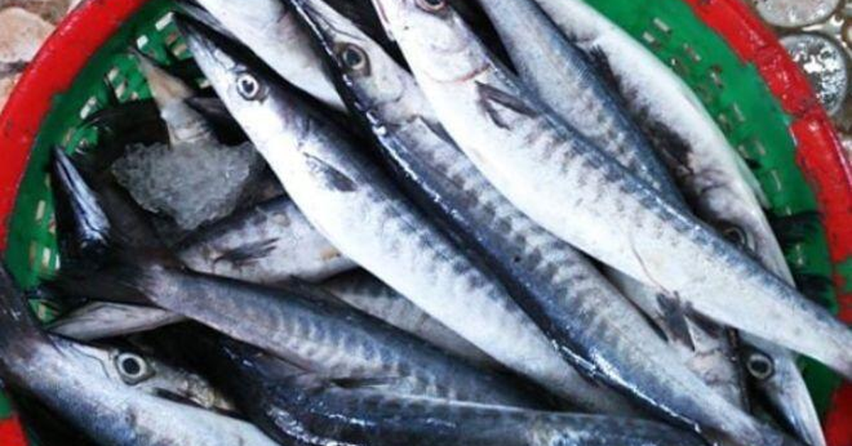 Phú Quốc: Ngư dân tiết lộ bí mật về cá vảy bạc, thịt ngọt