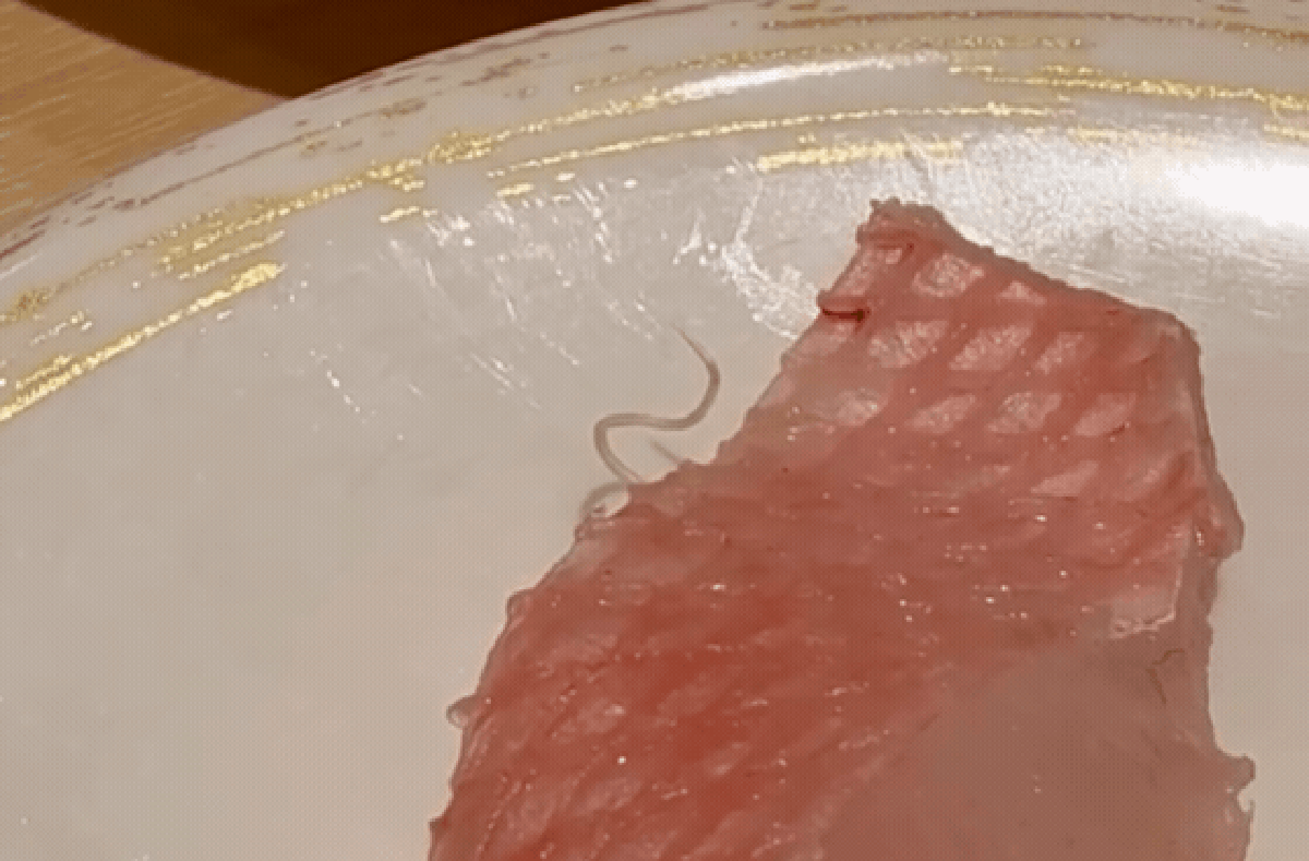 Côn trùng bò ra từ cá sống tại nhà hàng sushi nổi tiếng
