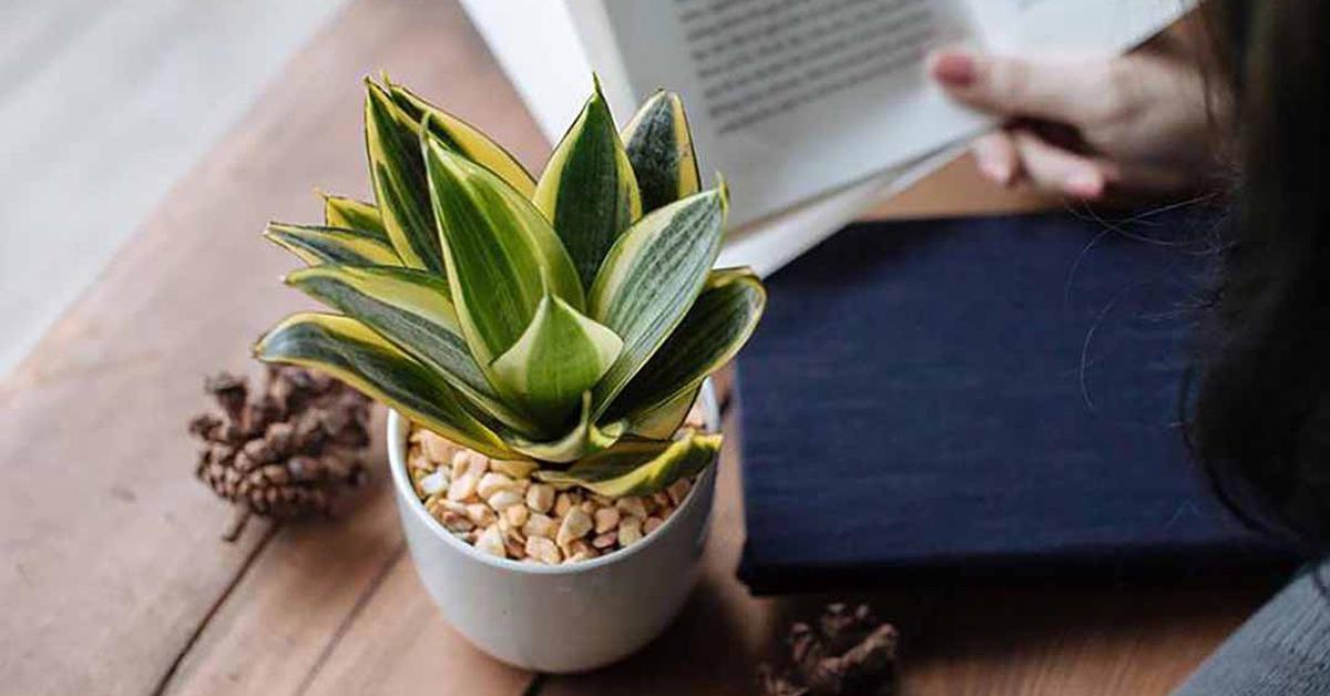 Tại sao mỗi bàn học nên có một chậu lưỡi hổ?