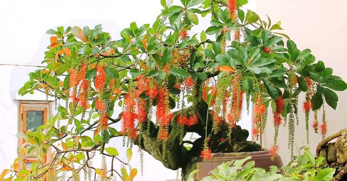 4 lý do nhà giàu thích trồng cây lộc vừng