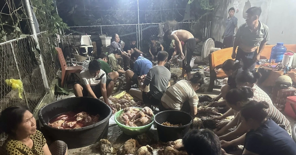 Hàng trăm con gà chết ngạt, bà con kéo đến mua ủng hộ