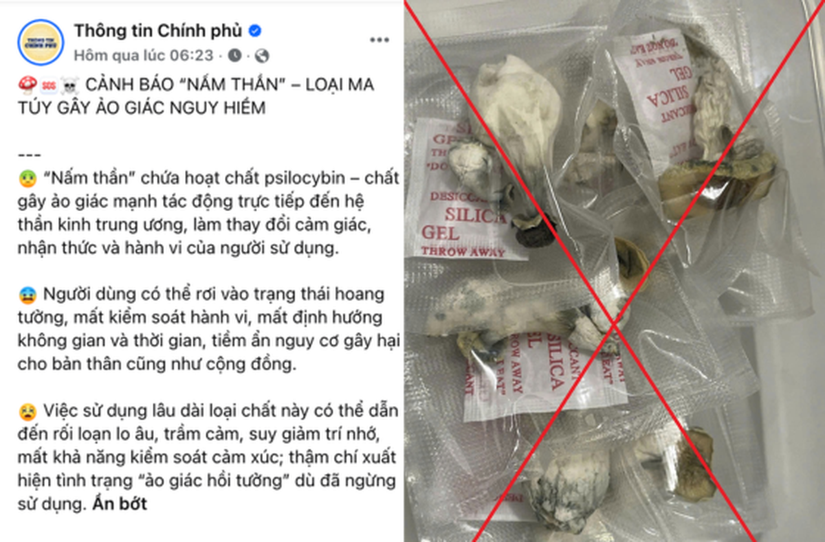 Cảnh báo về ma tuý "nấm thần