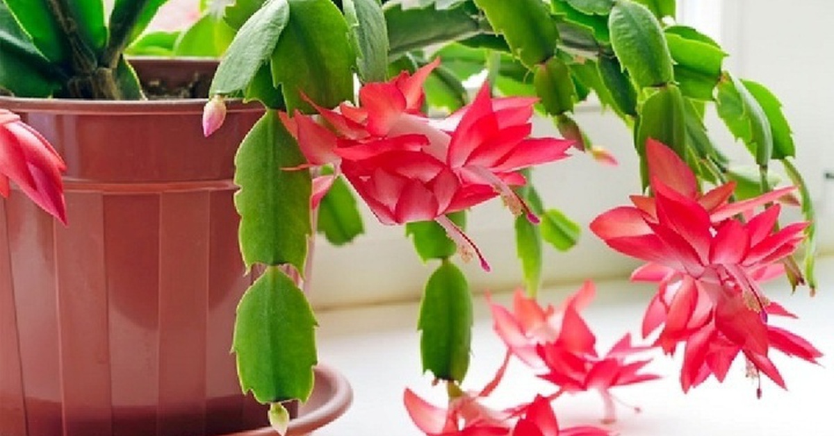 Trồng lan càng cua trước nhà: Nên hay không?