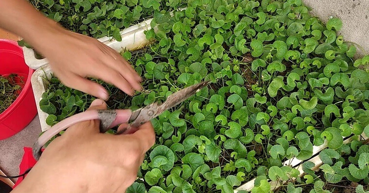 Tại sao rau má tốt cho sức khỏe?
