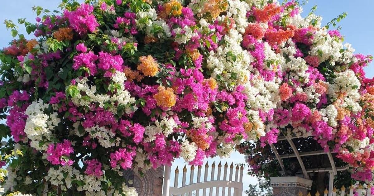 5 cây "chịu nóng" tốt nhất, nhà nào cũng nên trồng 1 loài trong nhà