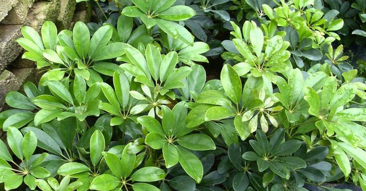 Tại sao trồng cây ngũ gia bì lại có lợi cho sức khỏe?
