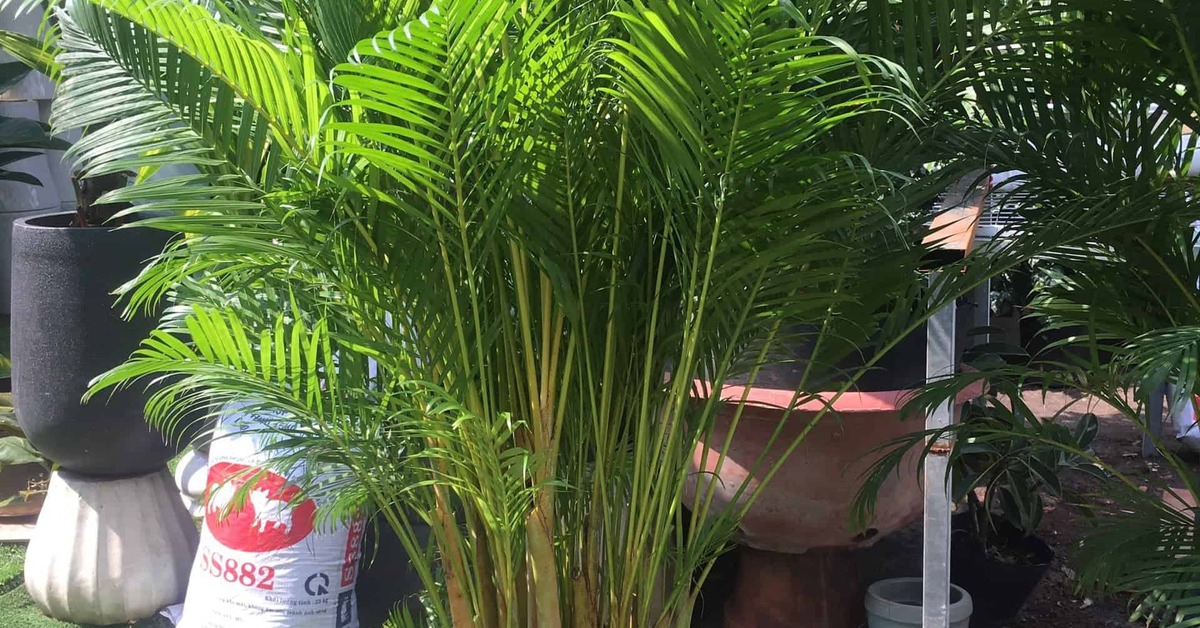 2 cây nên trồng trước nhà, 3 cây hợp trồng sau nhà