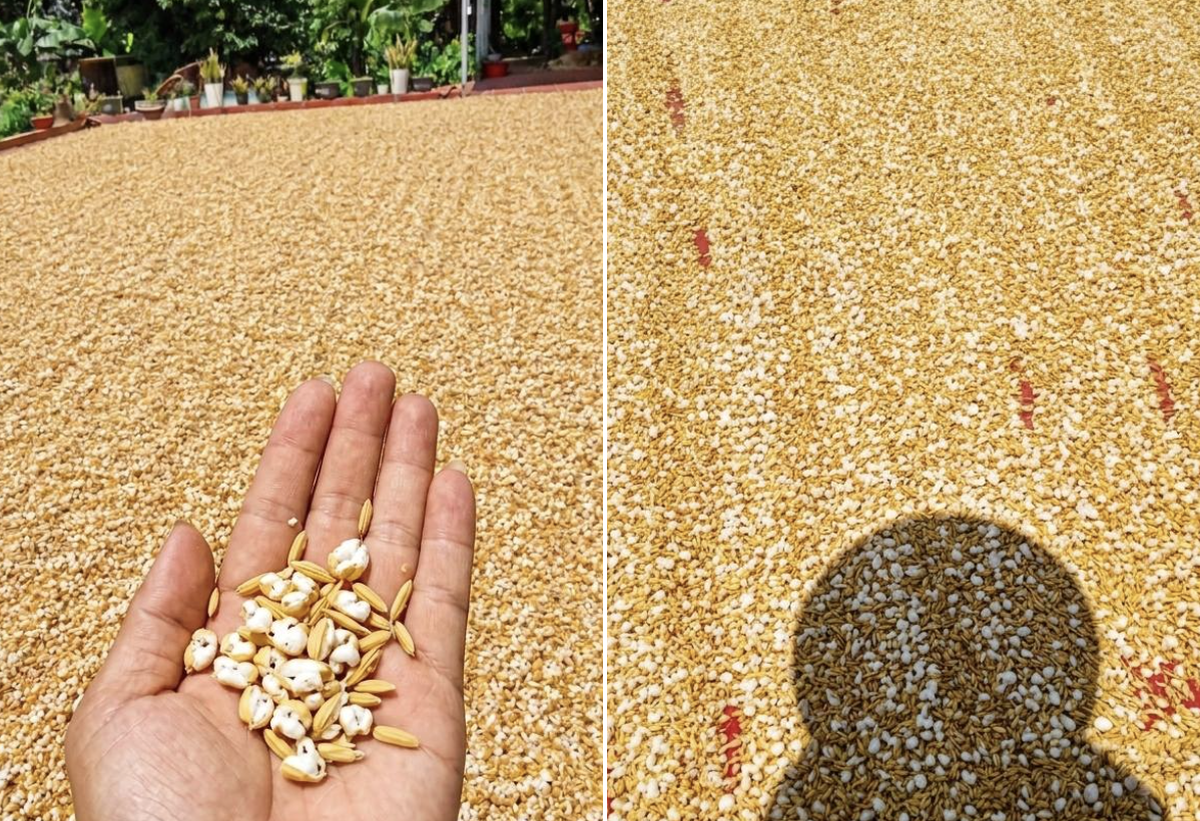 Bức ảnh trời nóng đến mức thóc phơi nổ thành bỏng: Chuyên gia lên tiếng