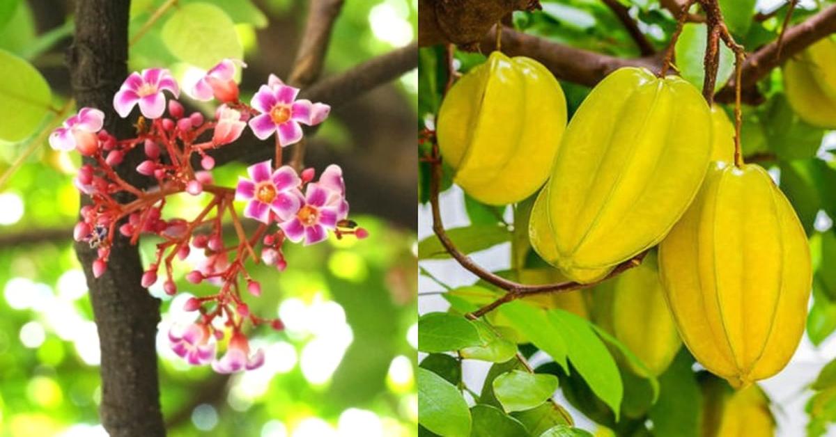 Hiện tượng cây khế nở hoa