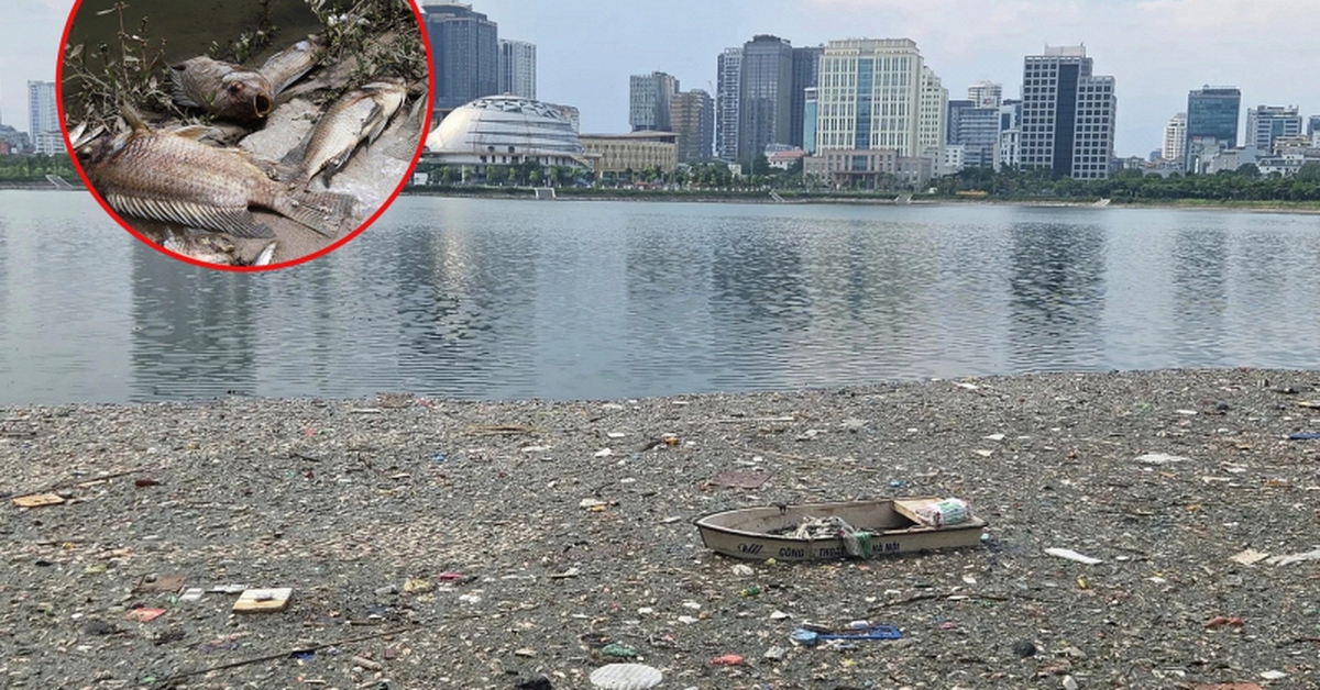 Cá chết nổi trắng góc hồ ở Hà Nội, bốc mùi nồng nặc, chính quyền nhận định nguyên nhân