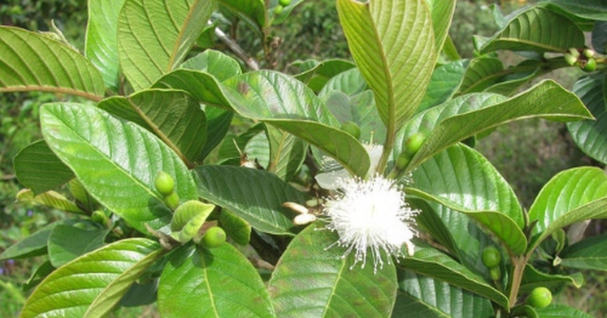 Hiện tượng cây ổi nở hoa
