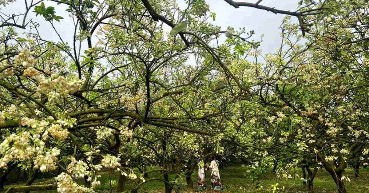 Khi cây bưởi nở hoa