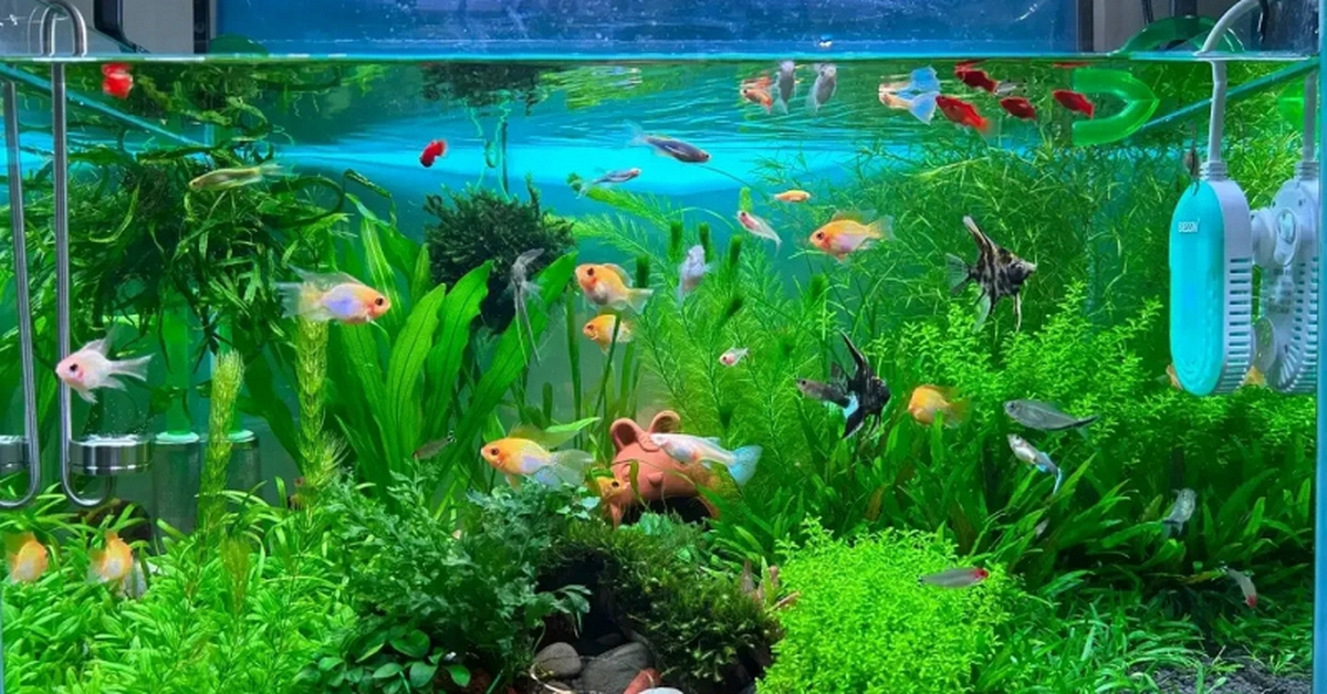 Lời khuyên đến những gia đình đang nuôi cá cảnh