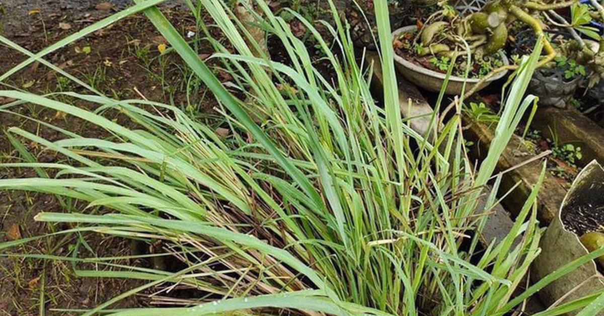 4 lời khuyên dành cho những gia đình đang trồng sả
